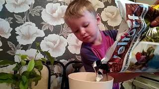 Сажаем фикус в горшок. Plant the ficus in a pot. Сажаем фикус в горшок. Plant the ficus in a pot.