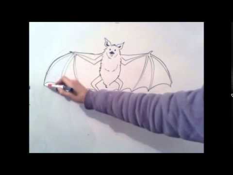 Come Disegnare Un Pipistrello Passo Dopo Passo Youtube