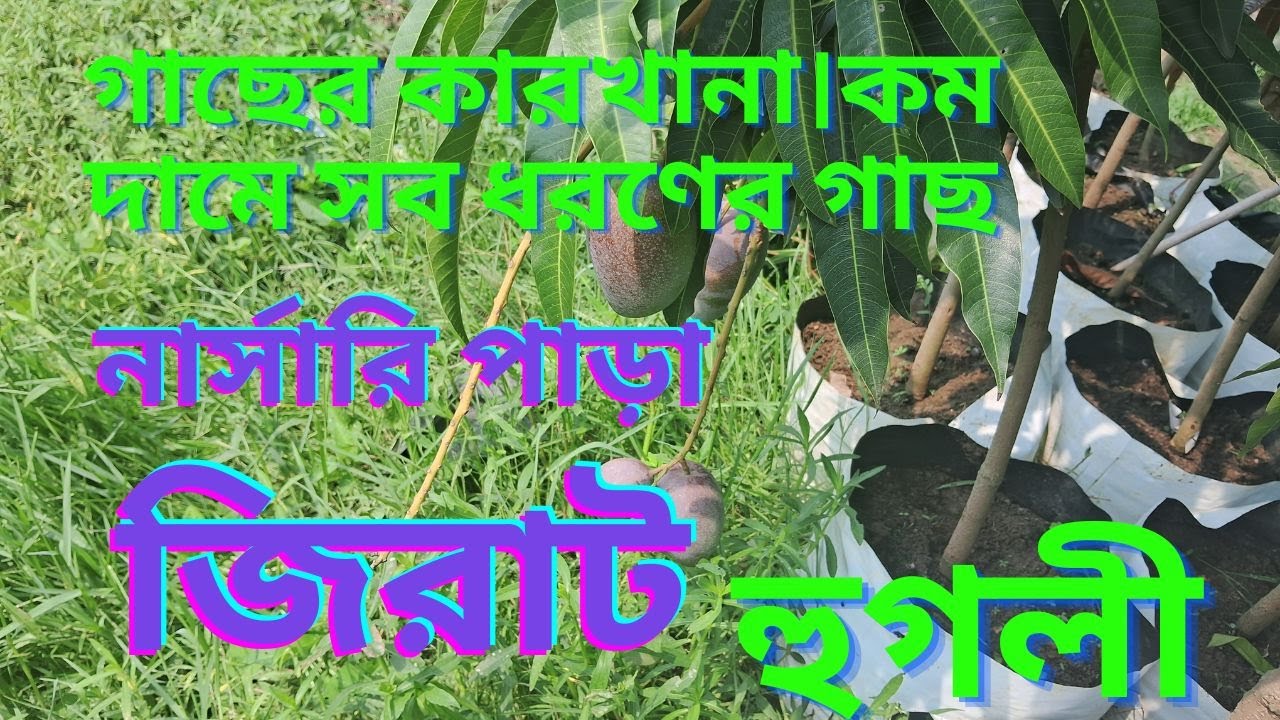 NURSARY JIRAT  (জিরাট) নার্সারি পাড়া , হাতিকান্দা | জিরাট ,হুগলী , CONTACT NO-9933902675