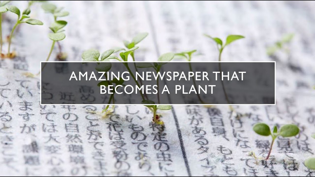 Amazing Newspaper That a Plant ecofriendly newspaper Green
