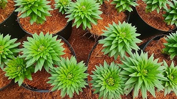 Hoa ly chậu tết 2024 ngày 3/1/2024 / #hoa_ly_chau_da_lat_tet_gia_si_tai_vuon #hoa_ly_chau_tet_2024