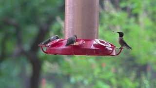 Thousands of hummingbirds stop in this tiny West Texas town each summer