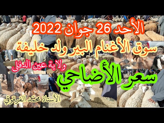 تراجع في أسعار الأضاحي من سوق الأغنام البير ولد خليفة ولاية عين الدفلى 2022