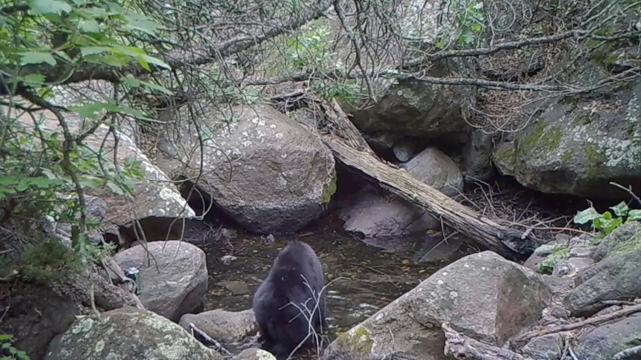 Black Bear Bath