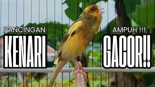 Download Lagu Pancingan Kenari GACOR panjang untuk Masteran Kenari PAUD \u0026 agar Kenari diam agar bunyi \u0026 gacor MP3
