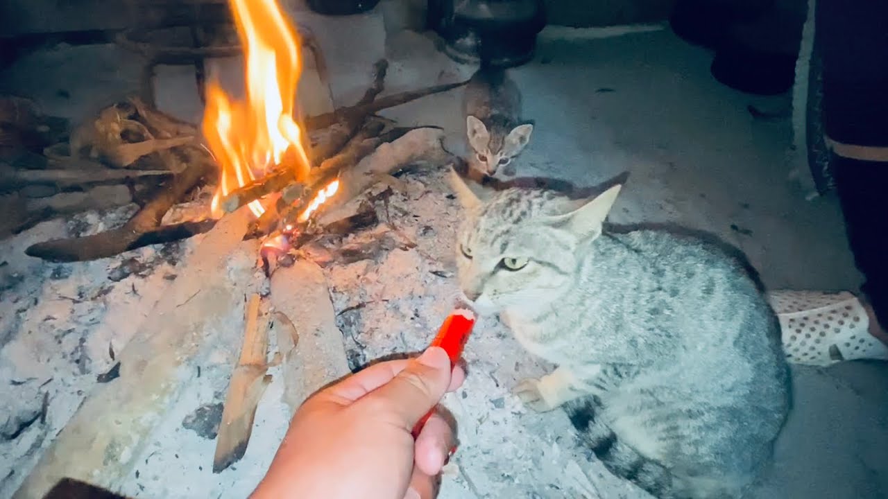 How do cats in the countryside heat a wood stove? YouTube