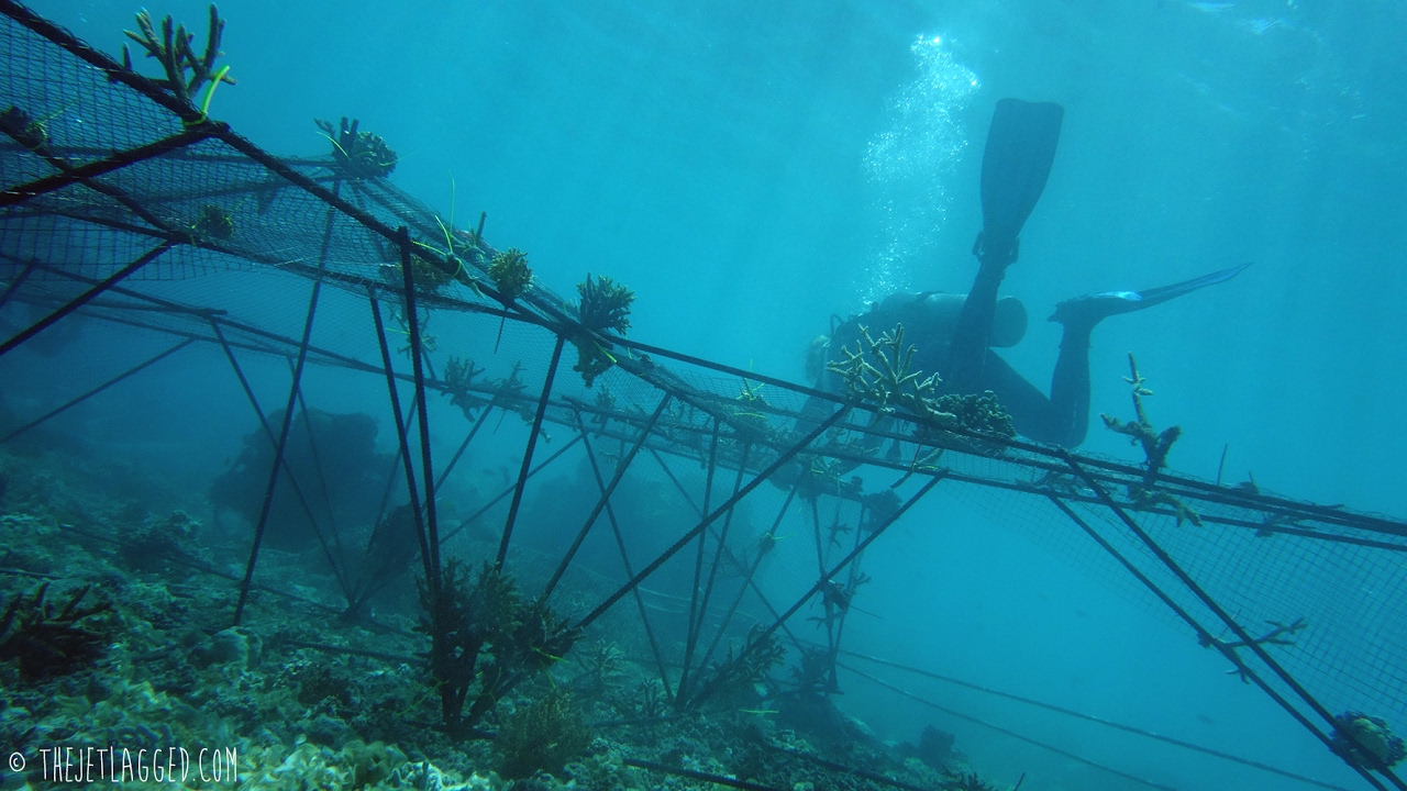 The Jetlagged Biorock Camp (Coral Reef Restoration)