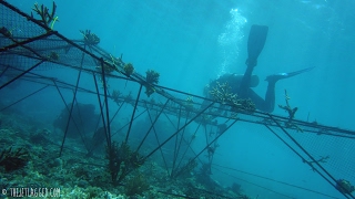 The Jetlagged Biorock Camp (Coral Reef Restoration)