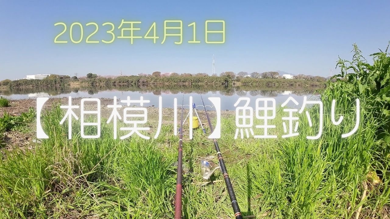 20230401 相模川鯉釣り