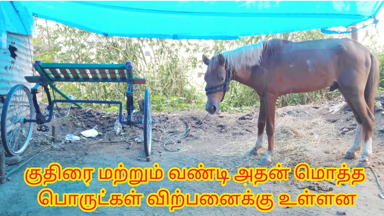 Native horse and cart for sale குதிரை மற்றும் வண்டி அதன் மொத்த