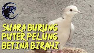 SUARA BURUNG PUTER PELUNG BETINA BIRAHI PANCING KAWIN MP3