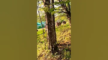 ياغنانتي ماع ماع لولو اكسبلور الغلا 