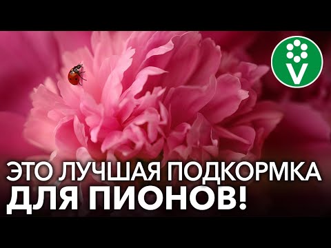 Бейне: Тірек пен пион сәтсіз болғанда не болады?