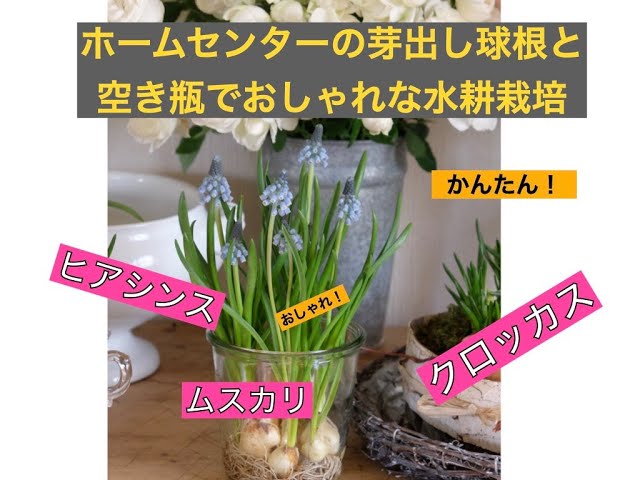 ホームセンターの芽出し球根で水耕栽培してみませんか？ - YouTube