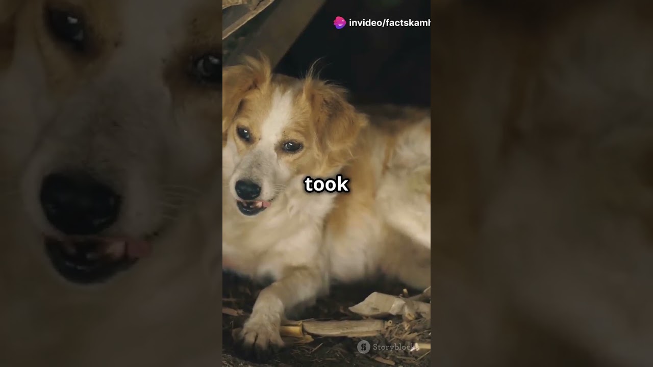 Heartfelt tale of my pet max 