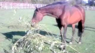 Equines self-medicate on the willow tree