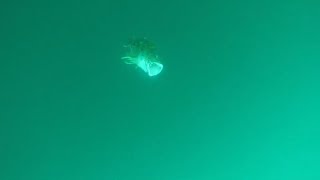 【水中映像】ジグにGopro付けても釣れるのか？