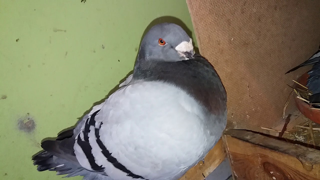 Meine Tauben Brüten !! YouTube