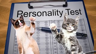 5 Types of Cat Personalities: Which One Is Your Cat
