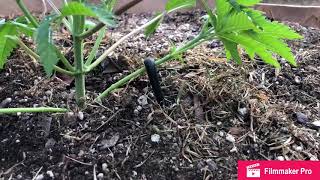 Outdoor Grow 2019 ||Growing Vegetables along side Cannabis 😁👍🏼