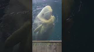 Beluga Whale 