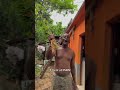 The Jamaican Plant That Stops Migraines Instantly