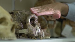 Ancient engravings rewrite human history