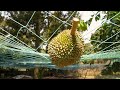 The story of D13 Durian Farmer in Muar 麻坡的D13 我感觉西北满意【My Farm Story】