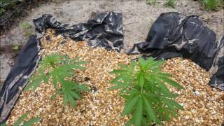 Outdoor Grow Slide Show
