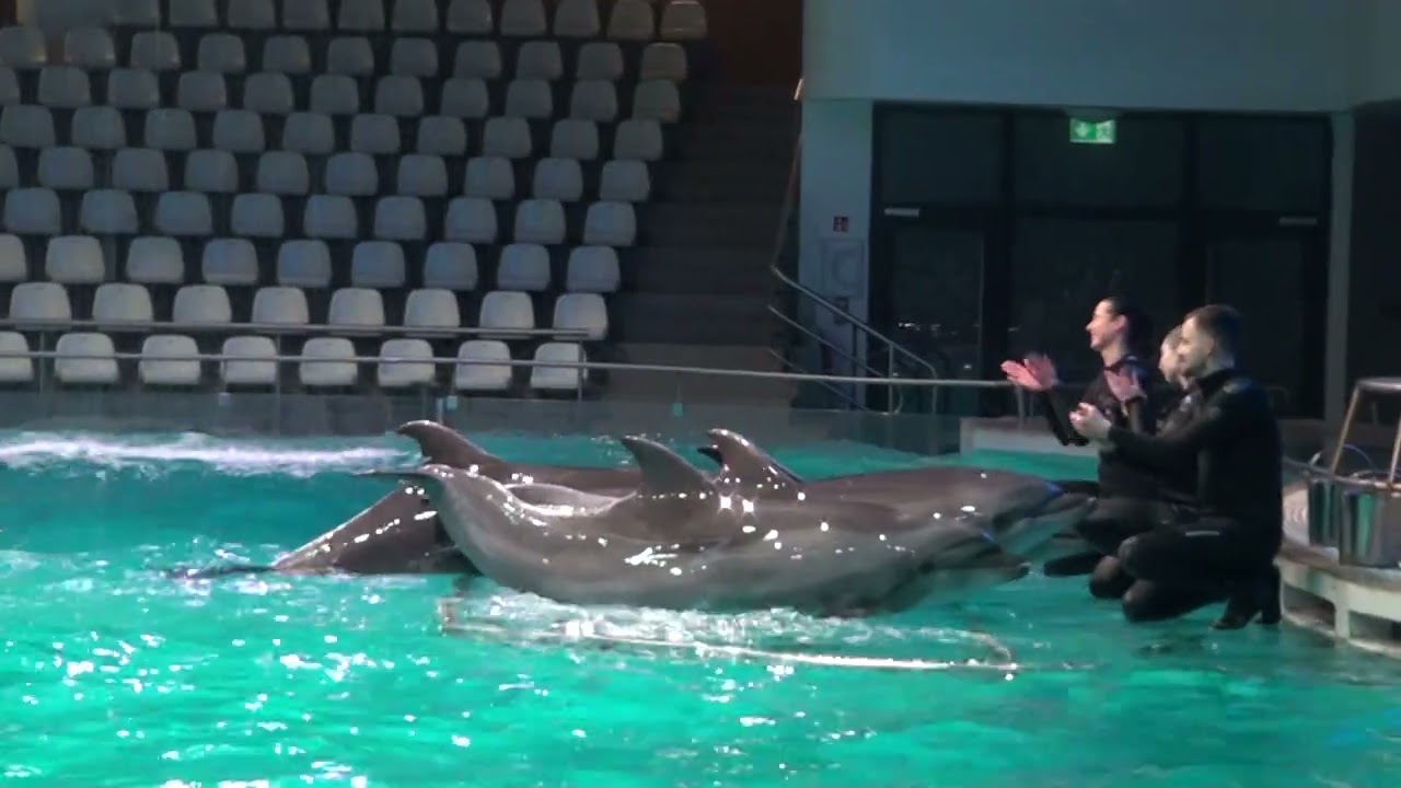 Klaipeda Dolphinarium, Lithuania. Dolphins.00424