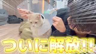 保護した猫が長い去勢生活から解放されました…