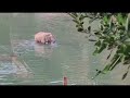 Shorts elephant crossing dihing river to enter rkm narottam nagar on 20th december 2022