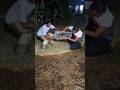 caplok burung di kabel listrik #viral #video