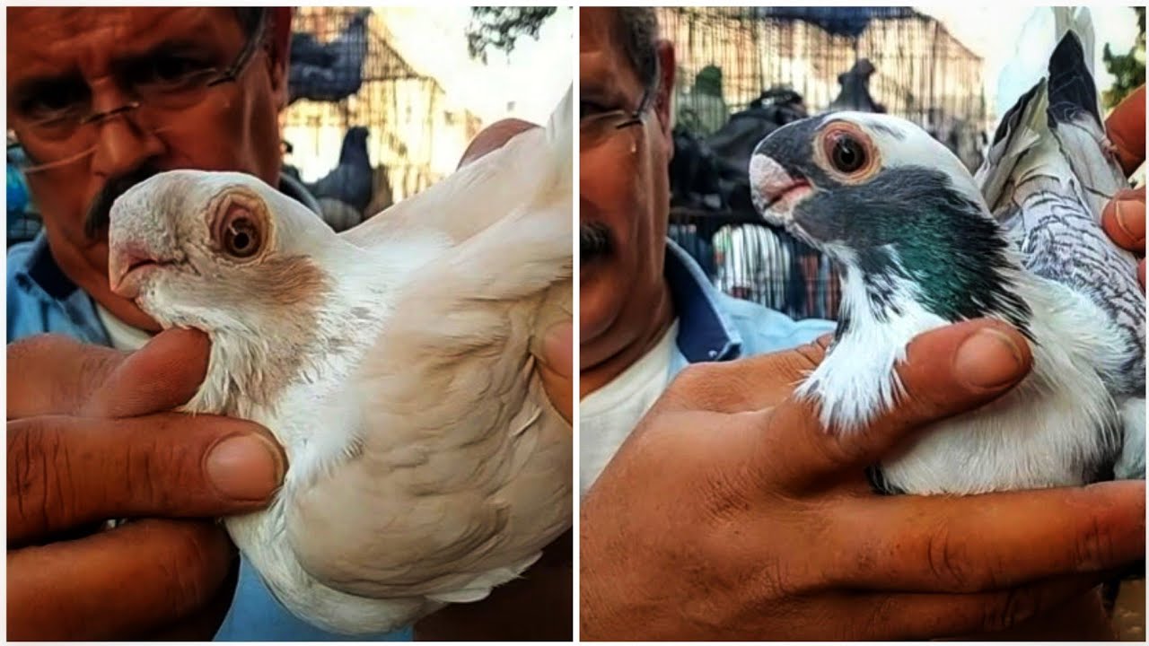 قلبه الطيب بيطمع القريب علشان معاه نتى تكيف البعيد🔥عند عم هانى وبأسعار تتحدى السوق كله💥🇪🇬01001044693