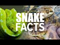 Snake facts  the truth behind snakes are they really scary