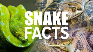 Snake Game Revisited: Surprising Facts and Fascinating Trivia for Snake Day