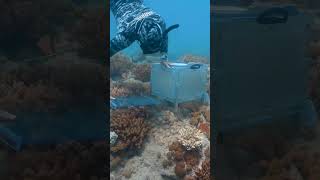 A new technology helping baby corals beat the odds