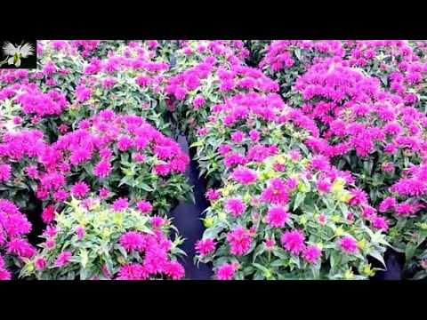Vídeo: Bergamota: Què és Aquesta Planta