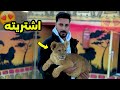 اشتريت اسد صغير وهربيه في مزرعتي 