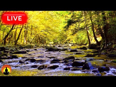 🔴 Relaxing Music 24/7, Calming Music, Relaxation Music, Meditation Music, Sleep Music, Study Music