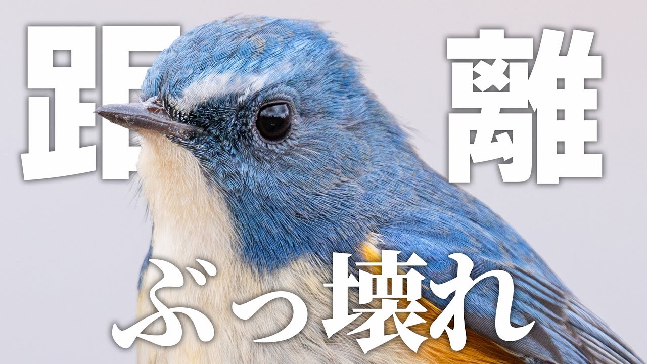 山頂のとある野鳥を探しに行ったはずが、、、《α6700野鳥撮影》