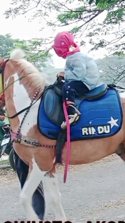 Lagu anak indomesia populer🦓lagu aku mau ke mekah.#kecipbakowah #rajakuda #kecip