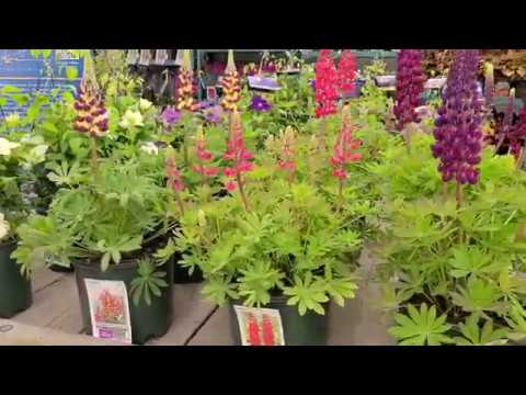 Lupines Westcountry™ Series 'Masterpiece, 'Red Rum', 'Manhattan Lights' // FANTASTIC COLOR