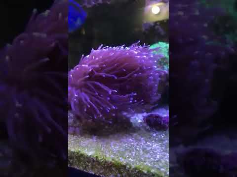 انواع من المرجان