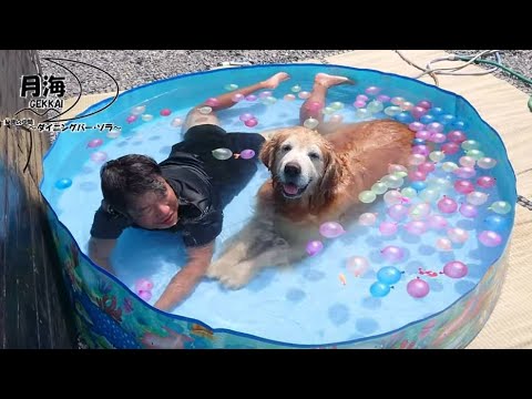 記録的な暑い残暑に・・。福引で面白い物が当たったので(笑) 【golden retriever japan】