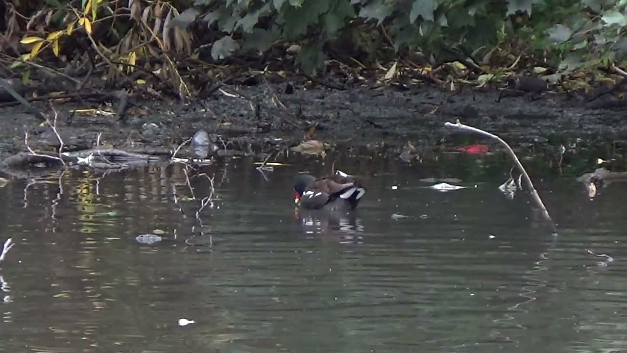 For Goodness Sake 2 #moorhen #moorhens #gallinulachloropus #commongallinule #gallinule #waterbirds