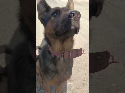 این سگه همسایه بود مثل تیدا خانم به یاد تیدا سابسکرایب یادتون نره