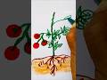 Parts of a Plant Drawing 🌱 | Science Project Easy Drawing #shorts