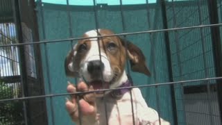2,358 pets find homes during 8 On Your Side 'Clear The Shelters' adoption drive