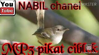 Download Lagu MP3 pikat burung ciblek MP3